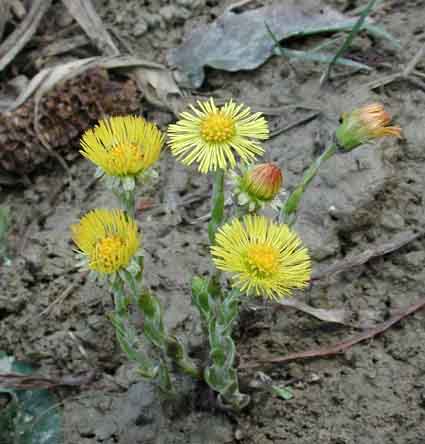  Image name: fanfara2.jpg 
 width: 425 pixel 
 height: 444 pixel 
 Size: 29045 bytes 
 Click to enlarge 